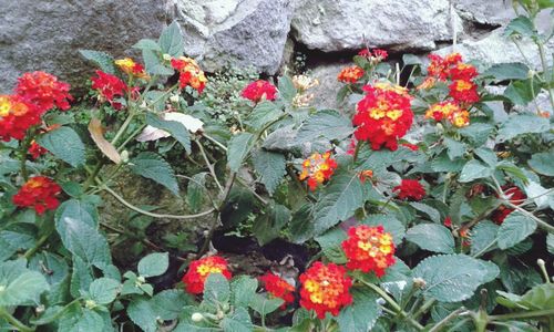 Close-up of flowers in bloom