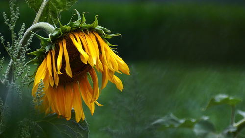 Close-up of yellow flowering plant