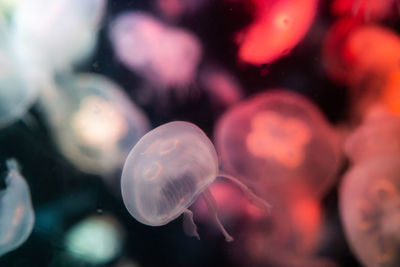 jellyfish