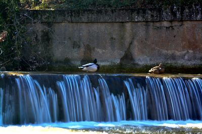 Bird in water