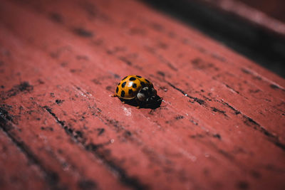 High angle view of ladybug on wood