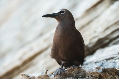 Close-up of bird perching on rock