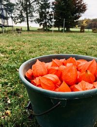 Close-up of fresh vegetables in field