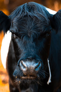 Close-up portrait of cow