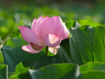 Close-up of pink lotus water lily