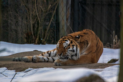 Tiger resting in a zoo