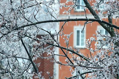 Close-up of frozen bare tree during winter