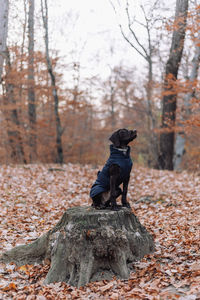 Black dog standing on land during autumn