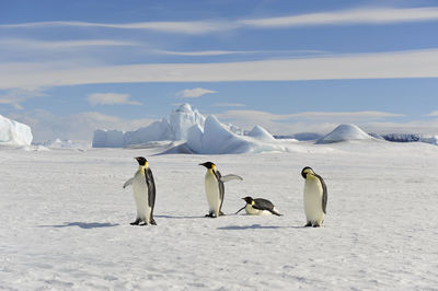 View of birds on snowcapped mountain against sky