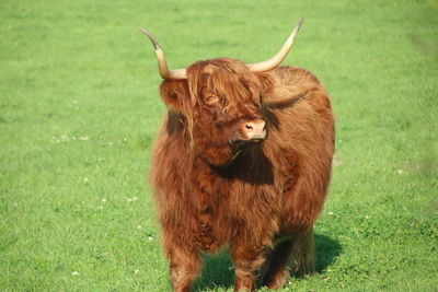 Cow standing on grassy field