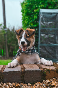 Portrait of dog relaxing outdoors