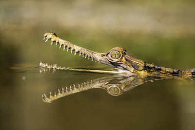 Close-up of crocodile sinyulong