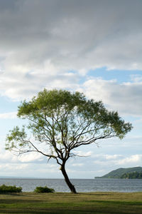 Bare trees on landscape against cloudy sky