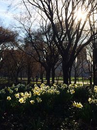 Yellow flowers growing on tree