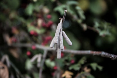 Close-up of snow on plant