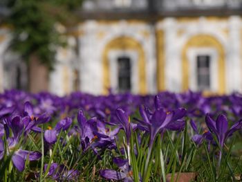 Close-up of purple crocus flowers