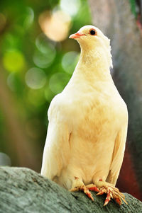 Close-up of bird perching on wood