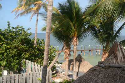 Palm trees at beach against sky