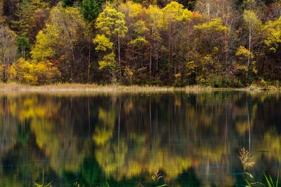 Scenic view of lake with trees in background