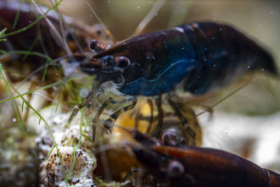 Close-up of neocaridina davidi shrimp it can have different colour and pattern 