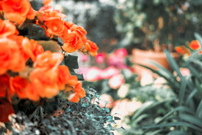 Close-up of orange flowering plants