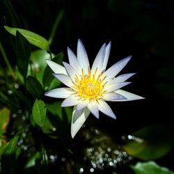 Close-up of flowering plant in pond