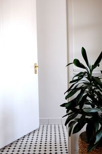 Potted plant against wall at home