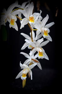 Close-up of white flowers against black background