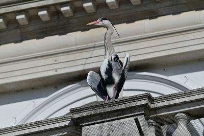 Low angle view of bird