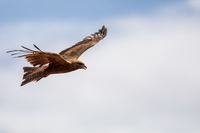 Low angle view of eagle flying in sky