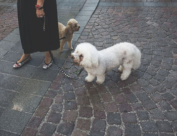 Low section of man with dog standing on floor