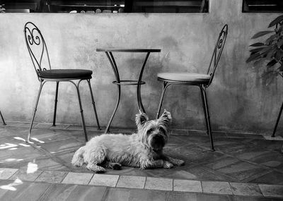 Portrait of dog sitting on chair