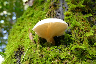 Close-up view of mushroom