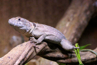 Close-up of lizard on rock