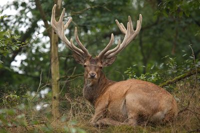 Portrait of red deer resting on field