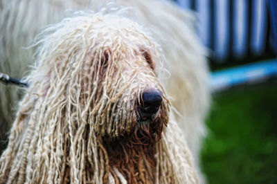 Close-up of a dog