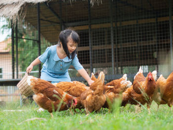 Girl with chickens at farm