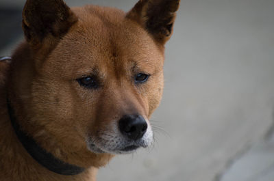 Close-up portrait of a dog