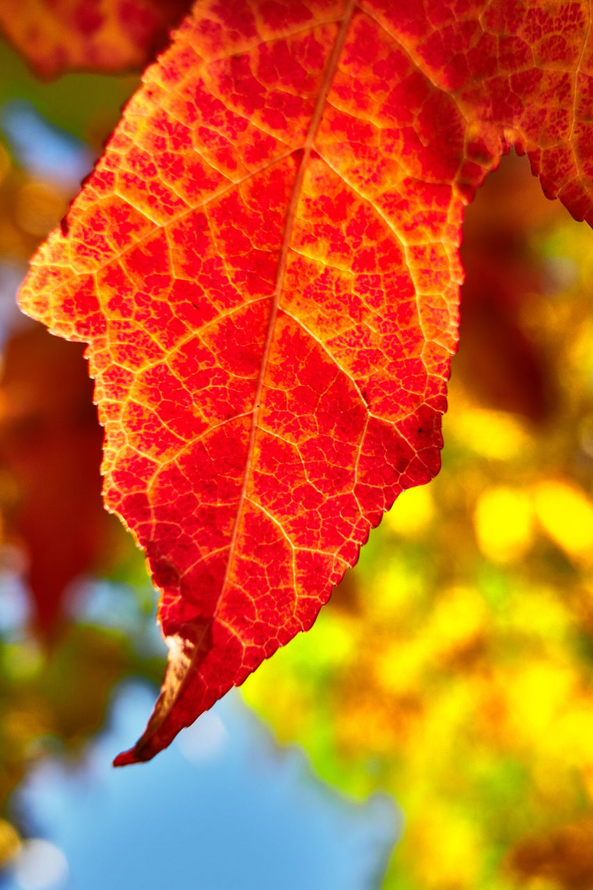 leaf, plant part, autumn, tree, nature, plant, leaf vein, red, close-up, maple leaf, beauty in nature, no people, maple, focus on foreground, outdoors, day, orange color, branch, sunlight, flower, macro photography, maple tree, growth, fragility, yellow, environment, pattern
