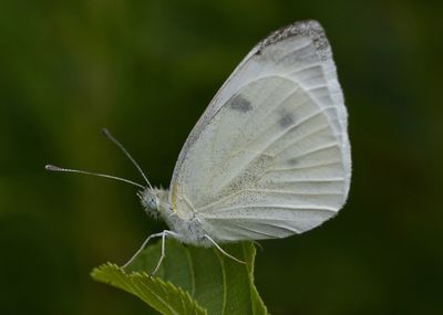 Close-up of butterfly on leaf