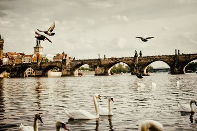 Seagulls flying over arch bridge
