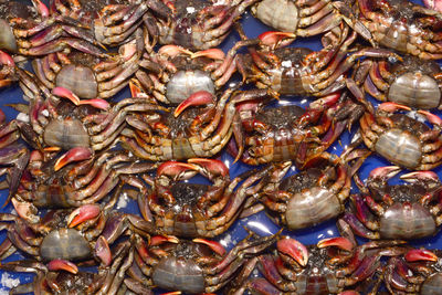 High angle view of crab in market