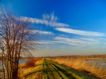 Scenic view of agricultural field against blue sky