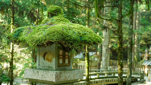 Plants growing on tree