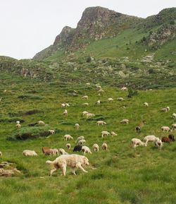 Sheep grazing on field against sky