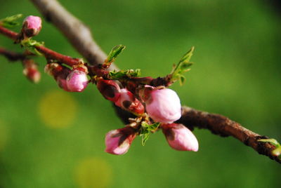 Close-up of honey bee on flower tree