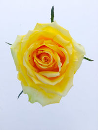 Close-up of yellow rose against white background