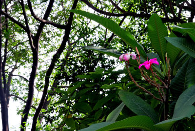 Close-up of pink flowering plant against trees