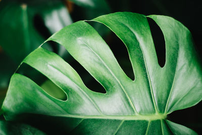 Close-up of green plant