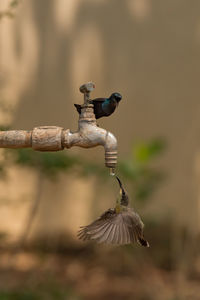 Close-up of birds on faucet outdoors